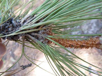 Pinus canariensi